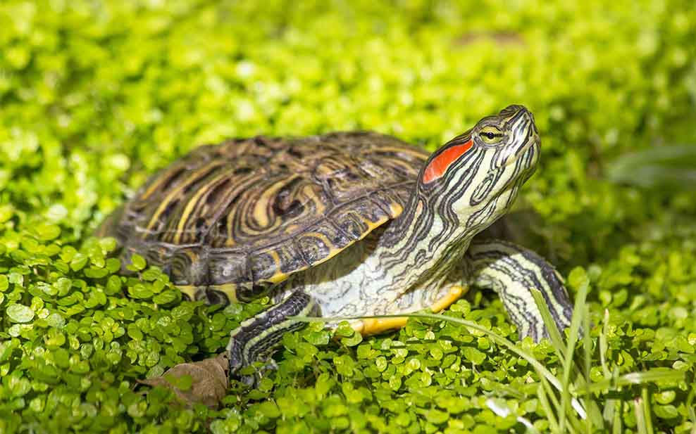 Terrapin