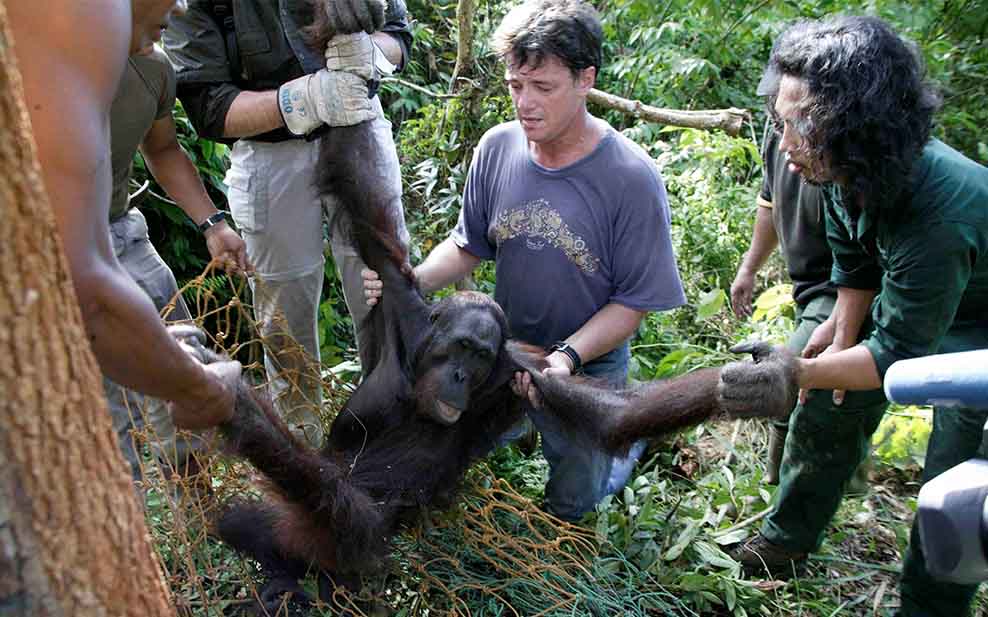 Orangutan in net