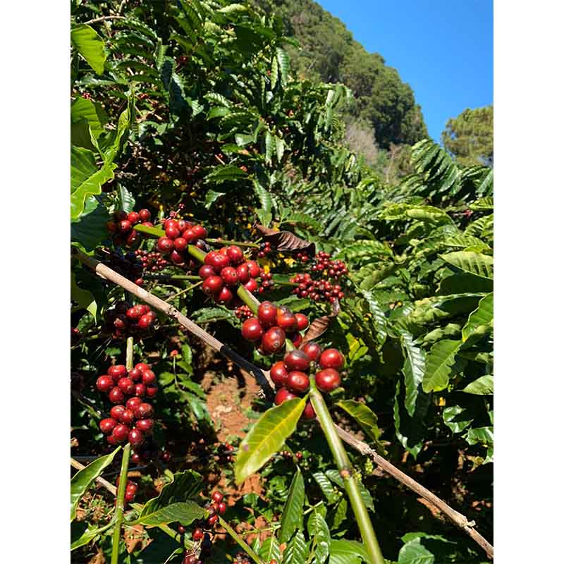 Robusta coffee beans. Photo Credit: Jo Sutton