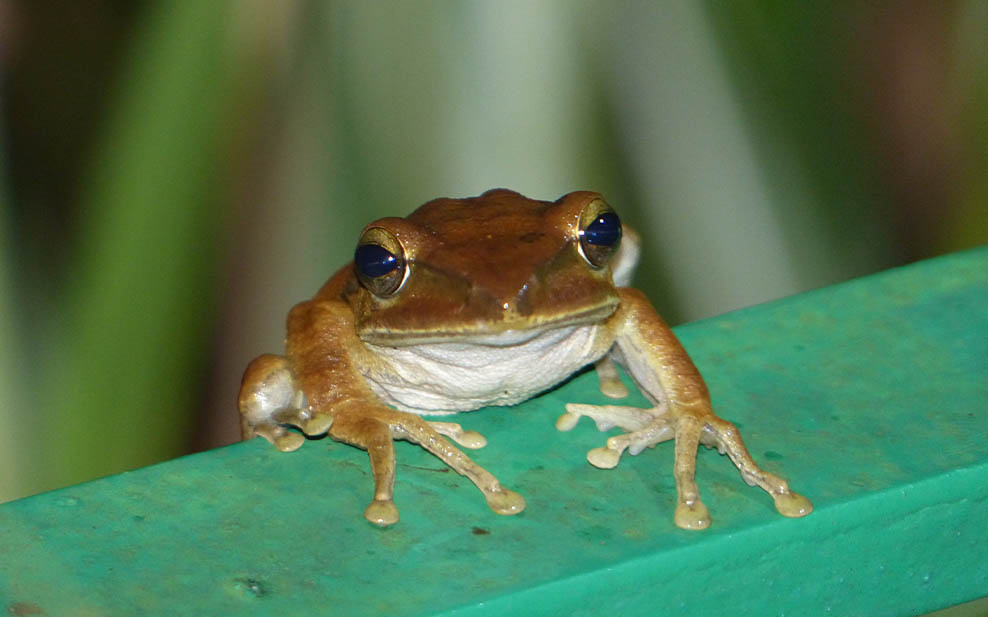 Brown Tree Frog