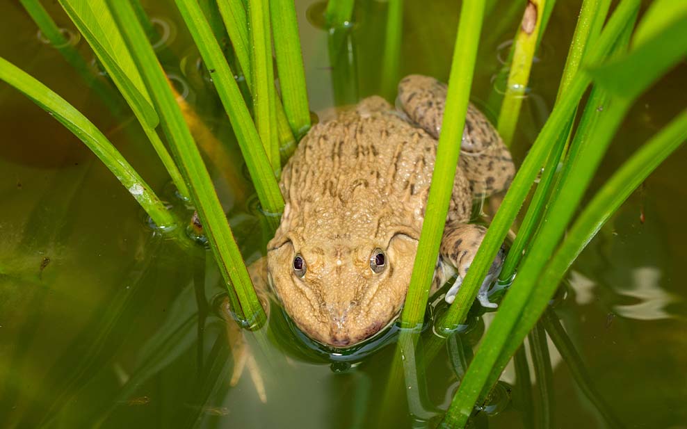 Chinese Bullfrog