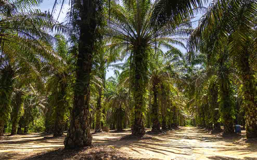 Oil Palm Monoculture