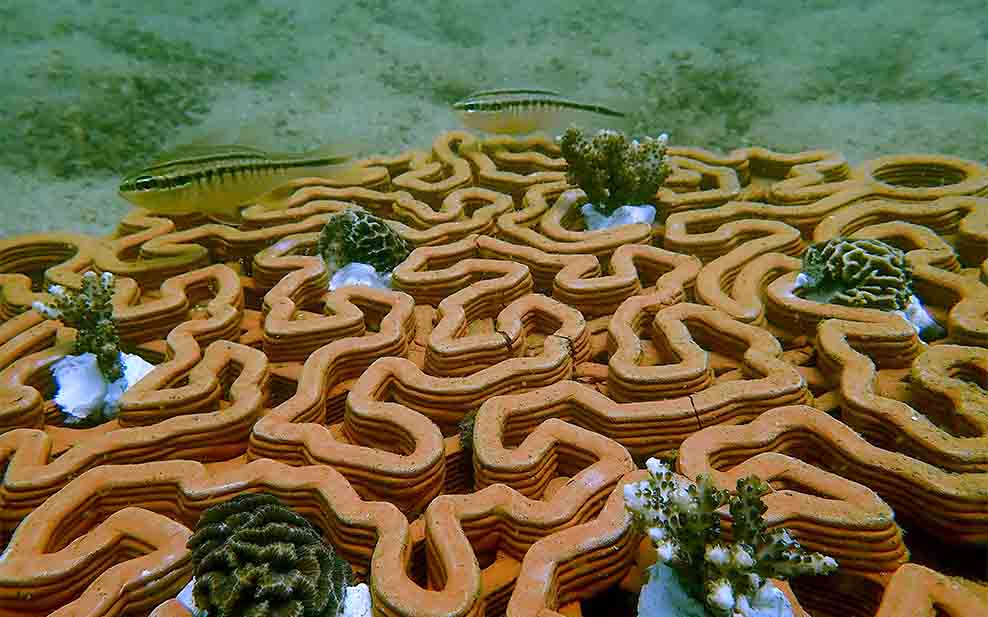 Coral fragments growing on a tile (Photo Credit: Vriko Yu)