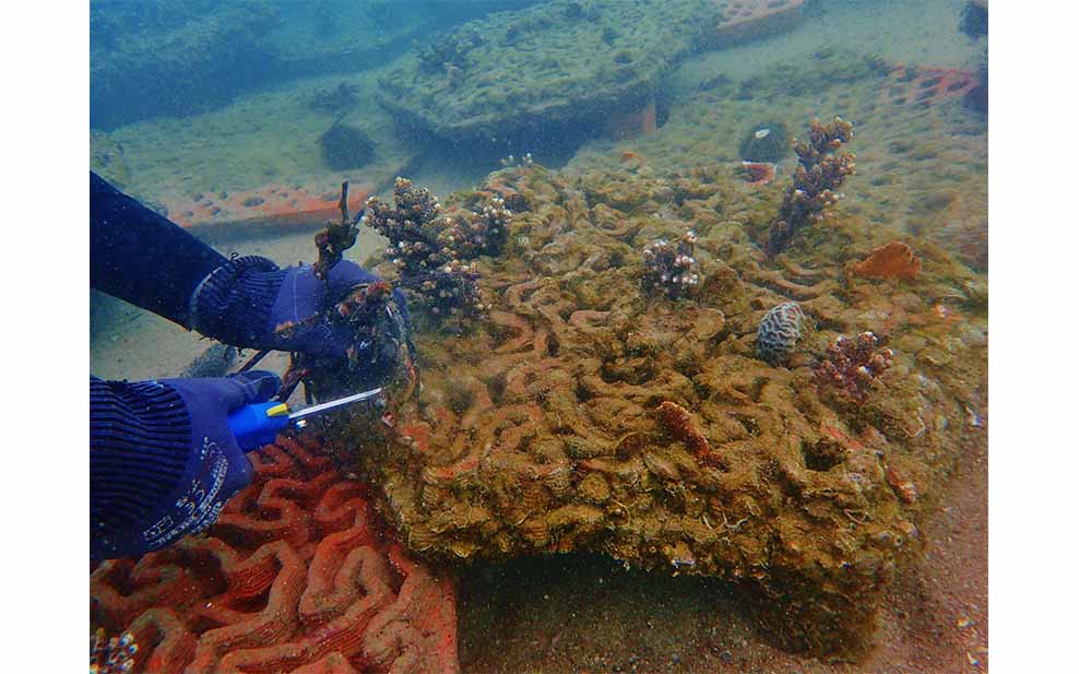 Archireef Artificial Reef: Coral Reef Restoration