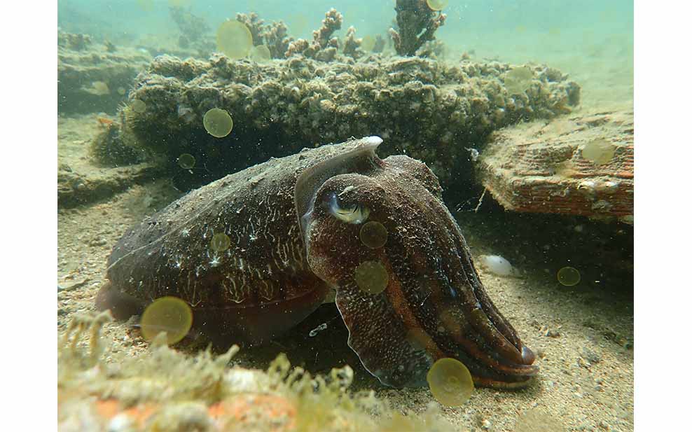 Cuttlefish guarding her eggs (Photo Credit: Vriko Yu)