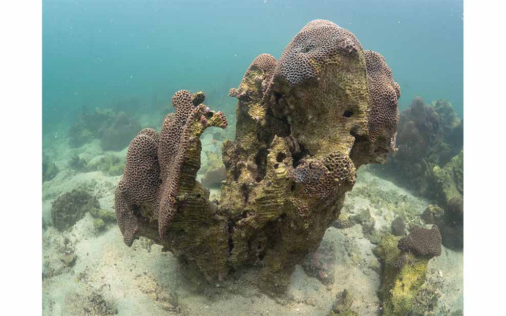 Archireef Artificial Reef: Coral Reef Restoration