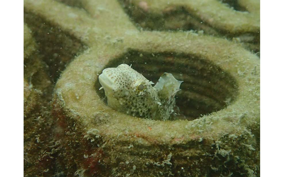 Fish sheltering in a tile (Photo Credit: Phil Thompson)