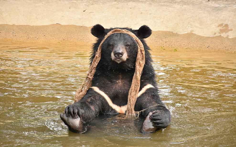 Bear splashing in a pool.