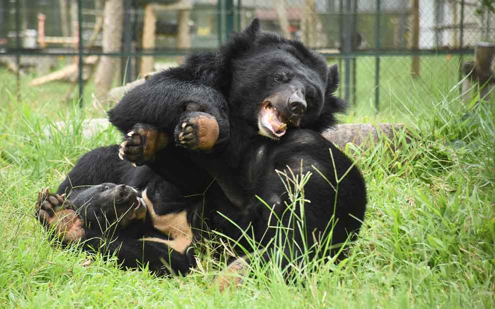 Bears playing