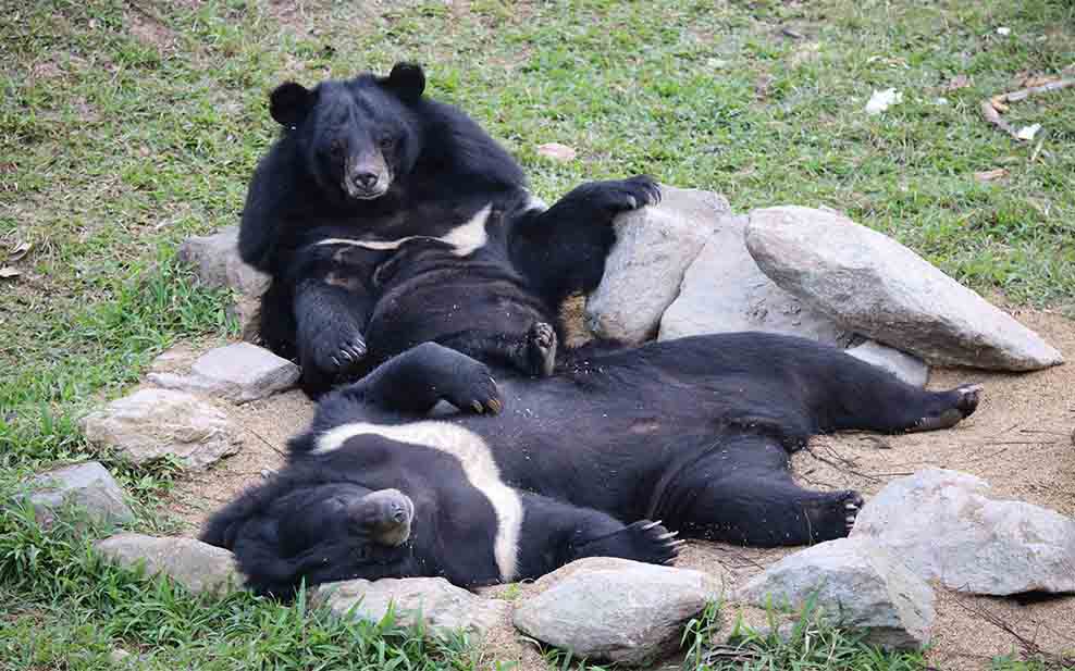Bears relaxing together after years in solitary confinement.
