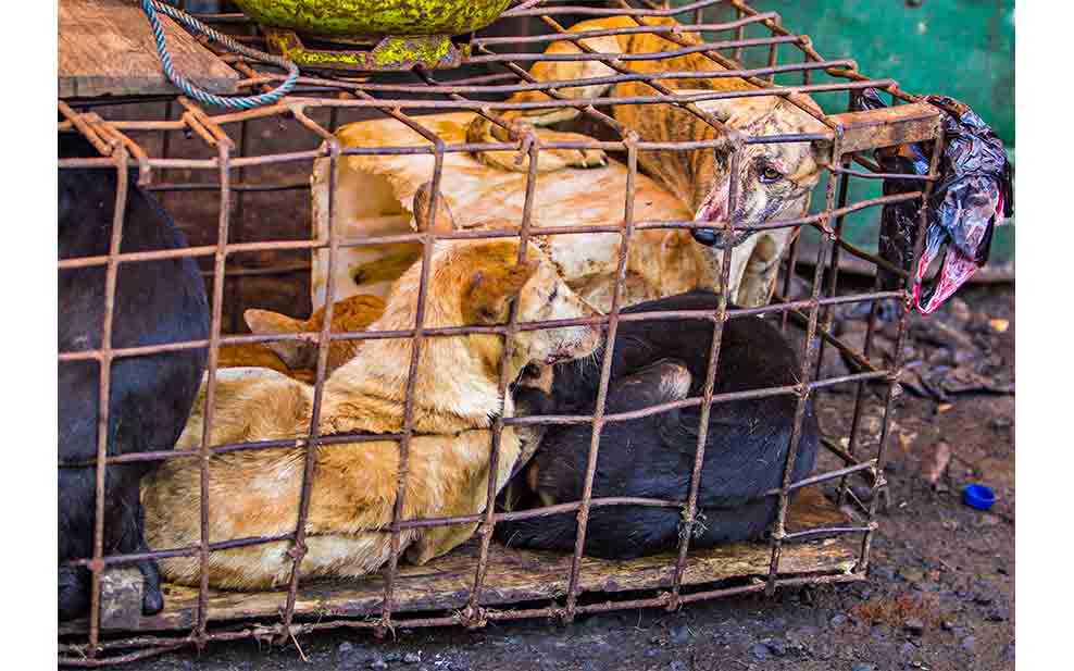 Dogs in a cage in a meat market in Tomohon, Indonesia