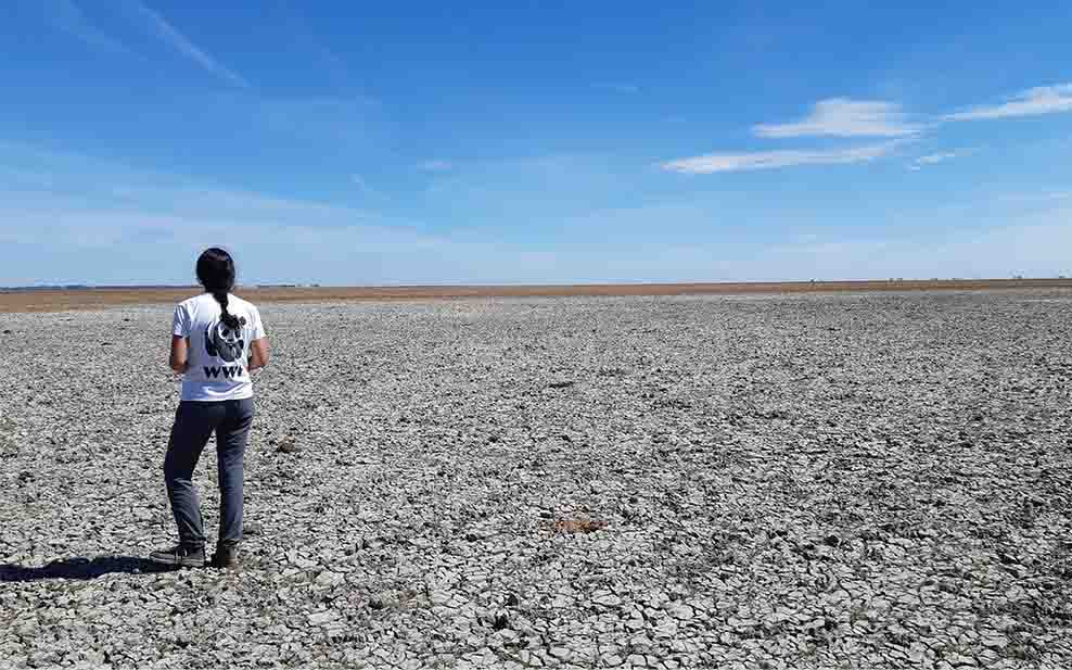 The wetlands of Doñana are now dry thanks to decades of illegal water siphoning (Photo Credit: WWF-Spain).