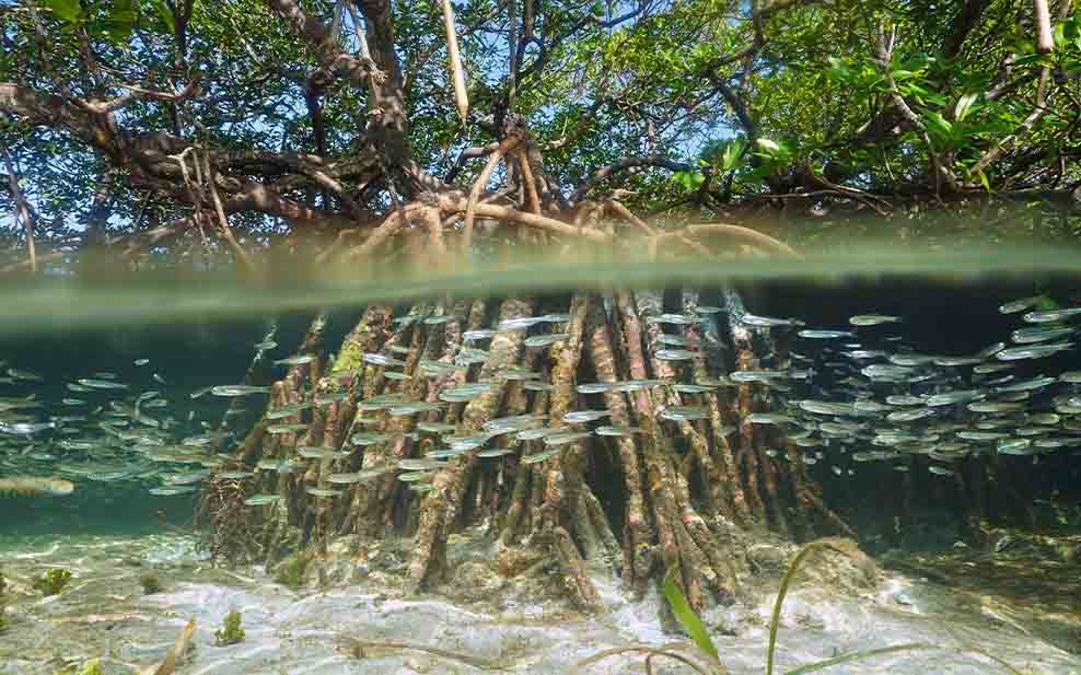 Mangroves are vitally important nurseries for many fish species.