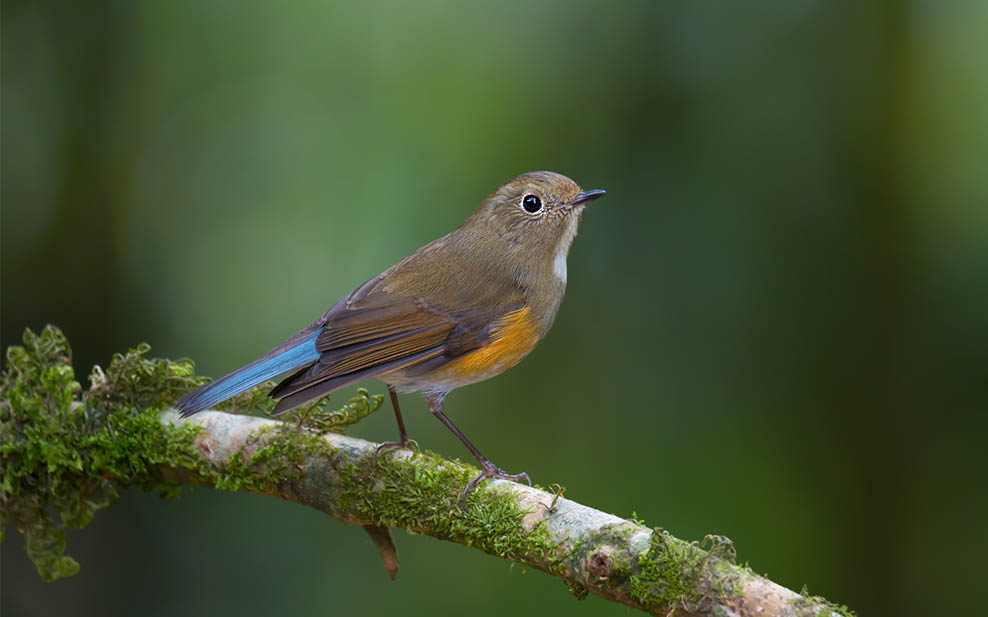Red-flanked Bluetail (female)