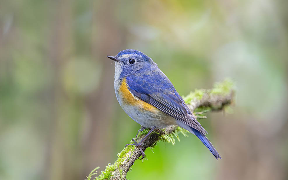 Red-flanked Bluetail (male)