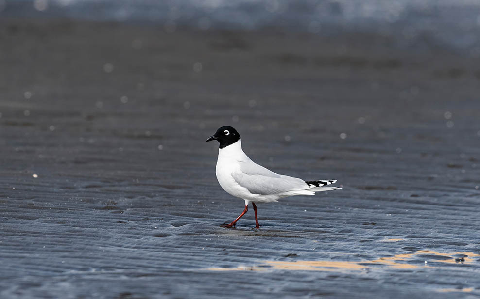 Saunders's Gull (breeding plumage )