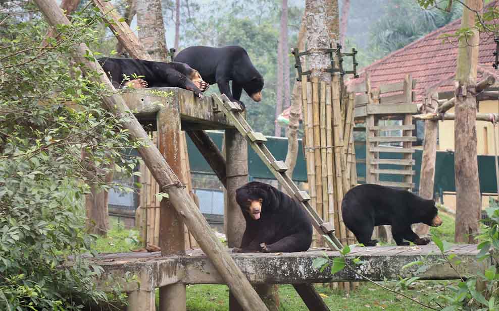 Sun bears (another species targeted by the bear bile industry) playing on a climbing frame.