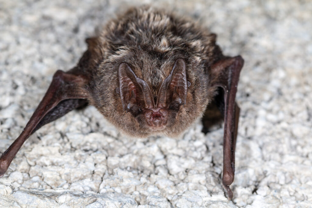 Barbastelle bat