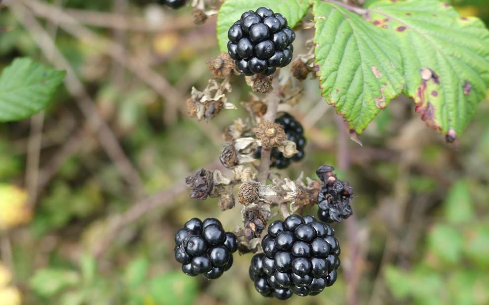 Wild blackberries