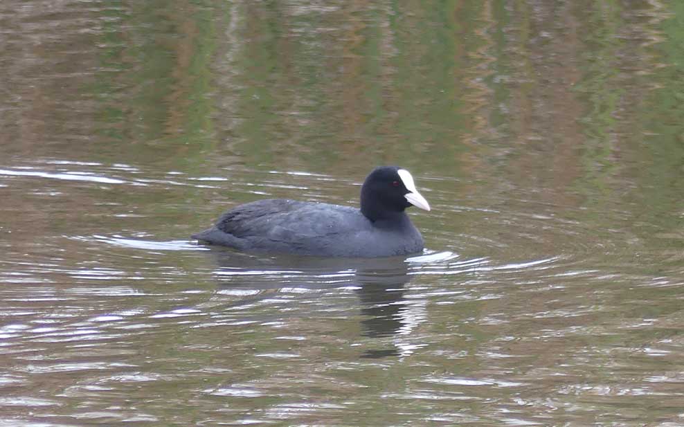 Eurasian coot