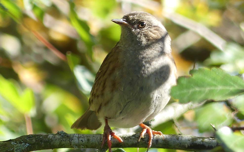 Dunnock