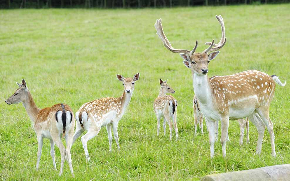 Fallow deer