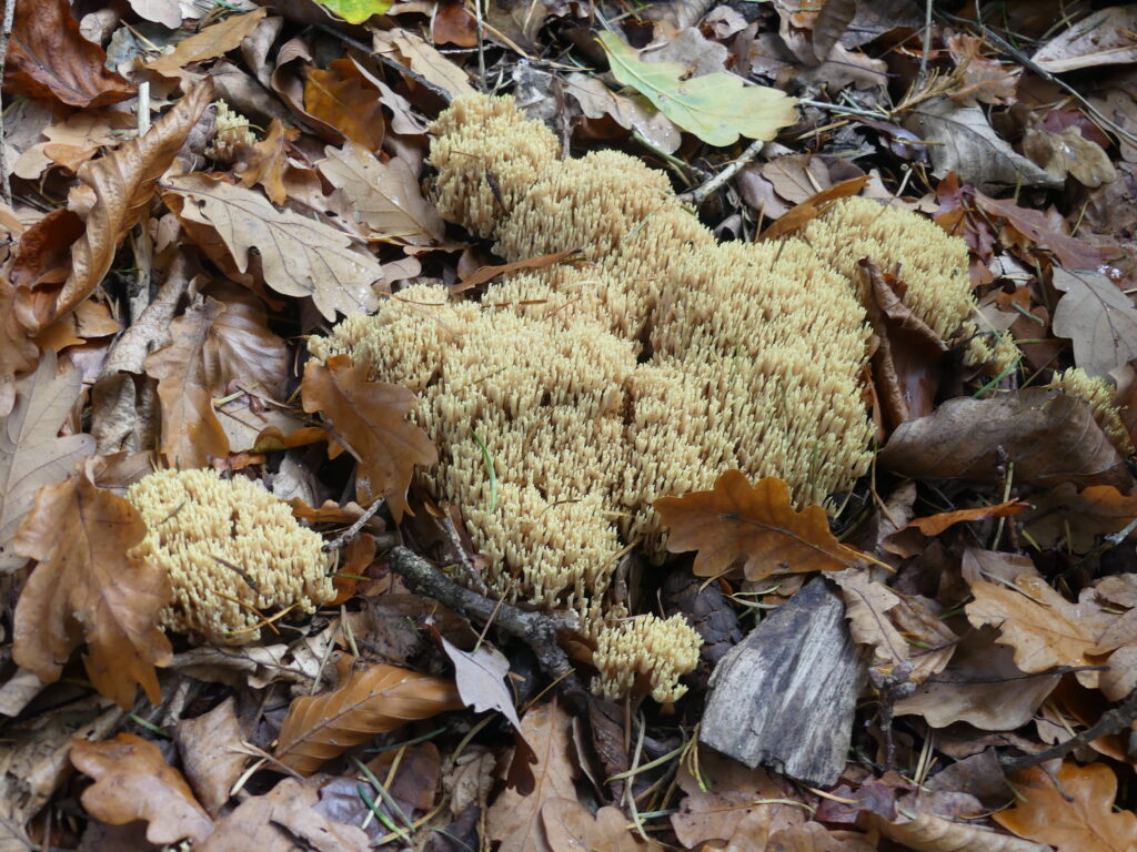 Coral fungus