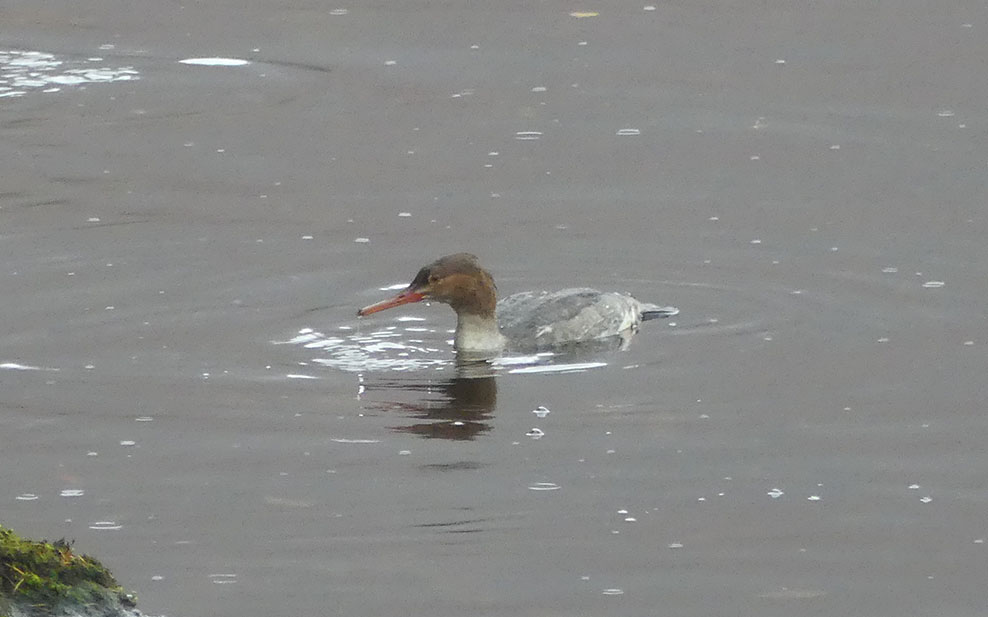 Goosander (female)