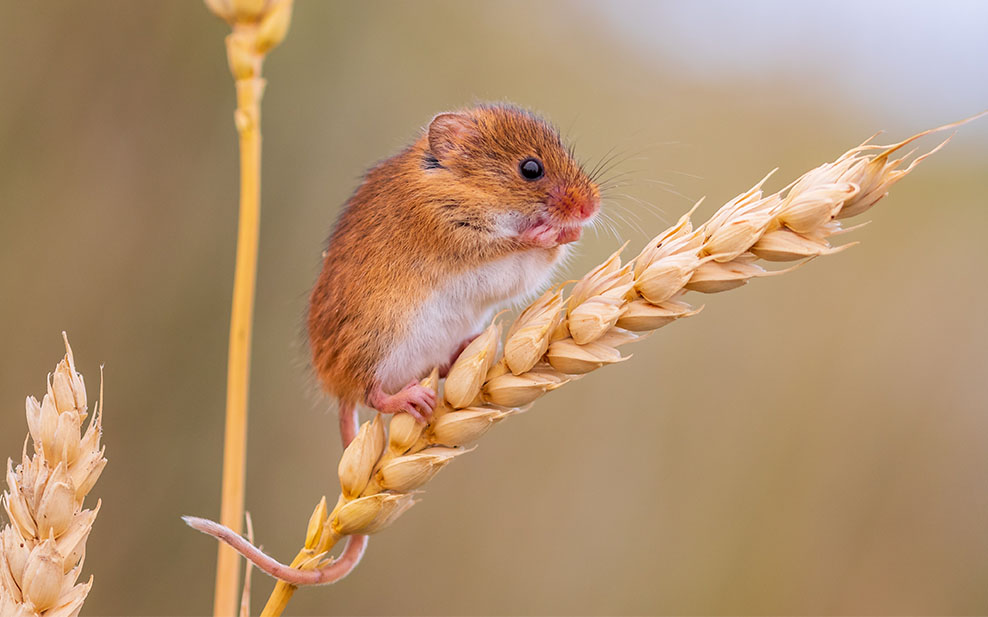 Harvest mouse, Europe's smallest rodent