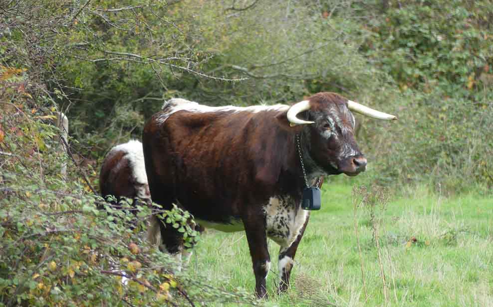 Longhorn cattle fill the ecological niche of (and also physically resemble) the extinct aurochs