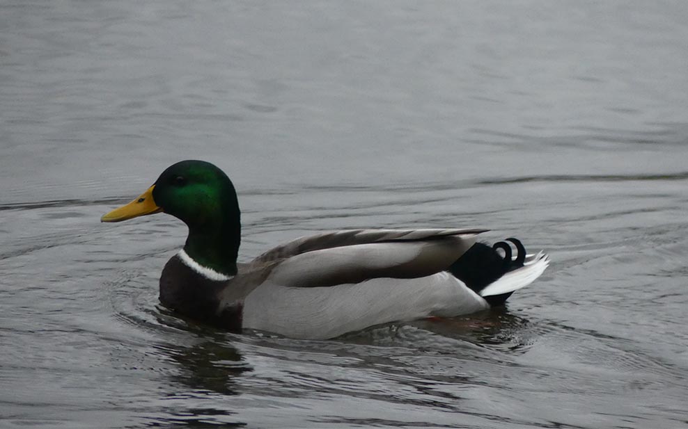 Mallard (male)