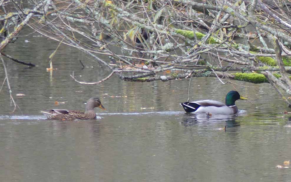 Mallard male (right) and female (left)