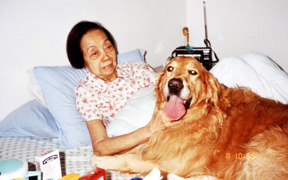 Max (the first Doctor Dog) on an elderly patient's bed.