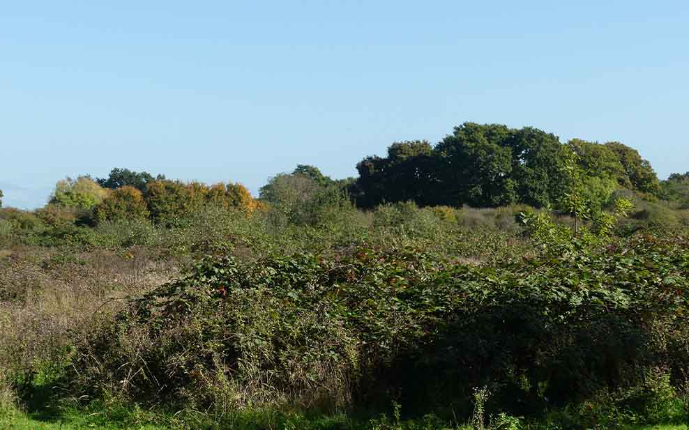 Briar thickets