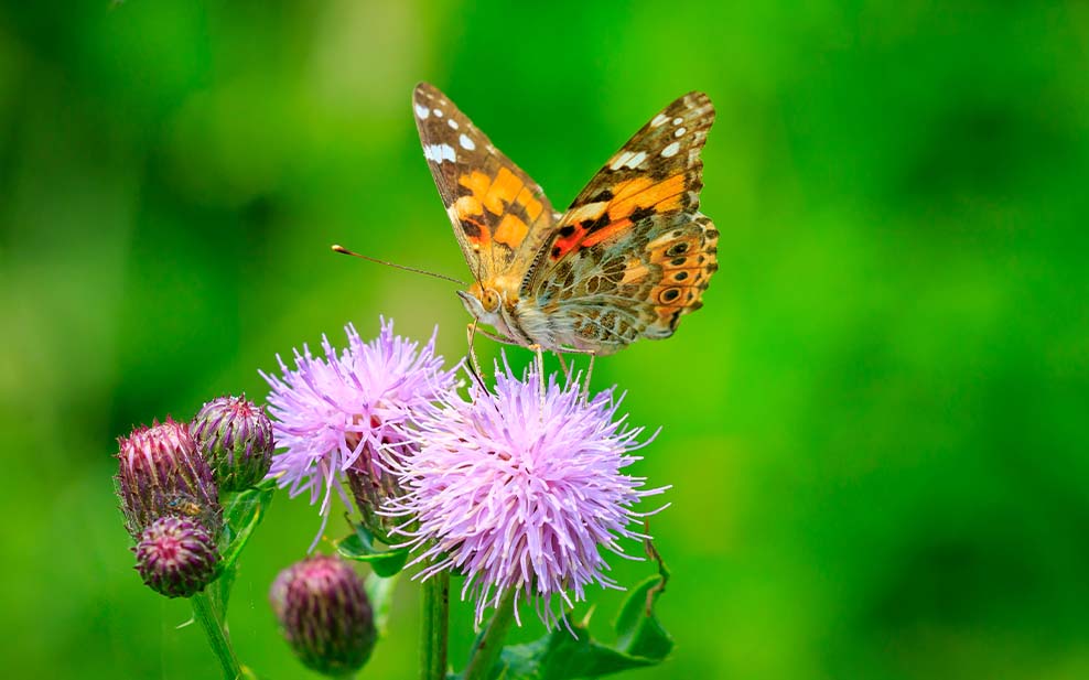 Painted lady