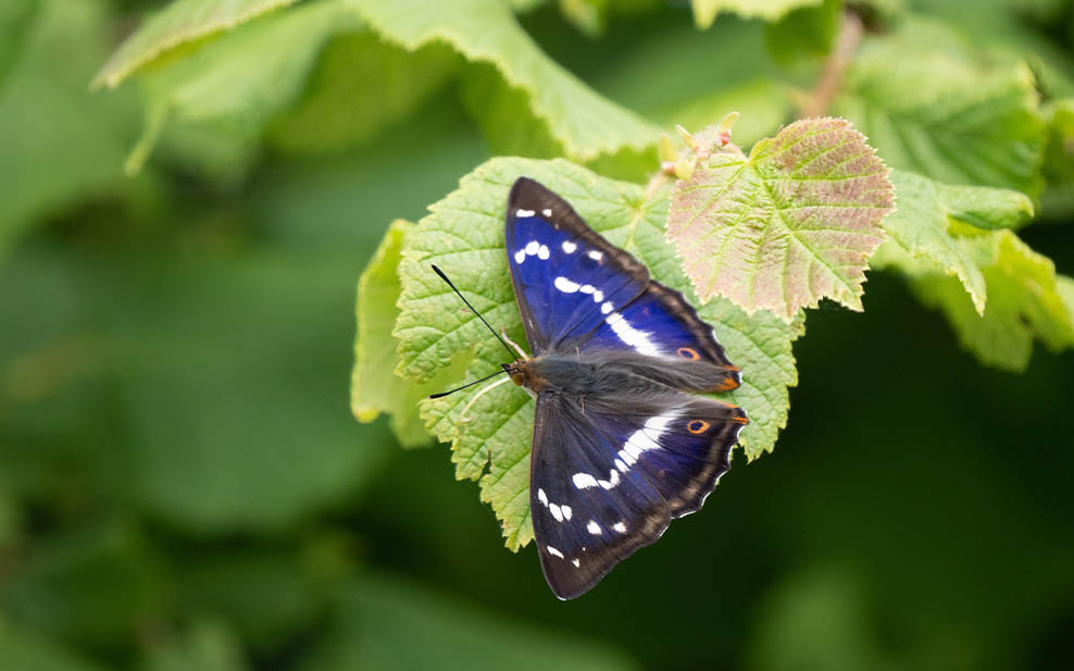 Purple emperor