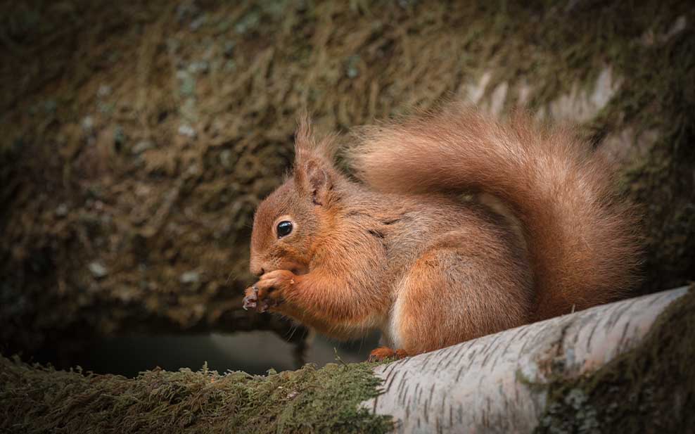 Red Squirrel