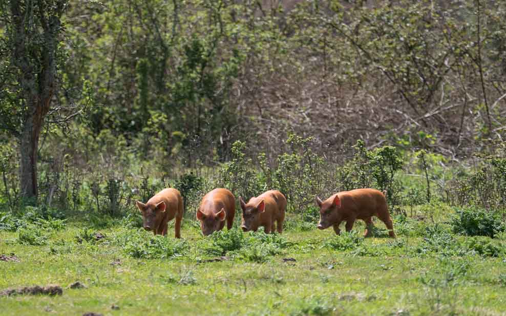 Tamworth pigs fill the ecological niche of wild boar, uprooting soil and creating microhabitats for invertebrates.