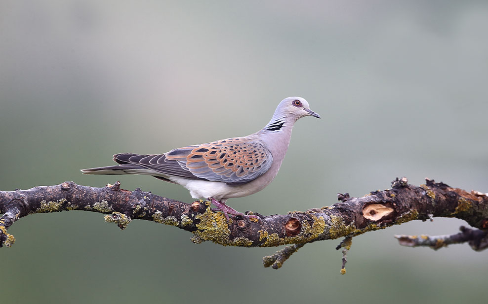 The Knepp Estate is a vital habitat for the Eurasian turtle dove