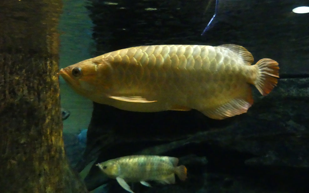 Arowanas in an Amazon display in the Exhibition Galleries