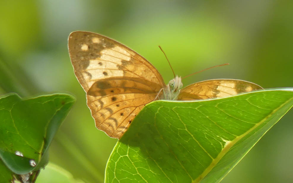 Butterfly in the Butterfly Garden.