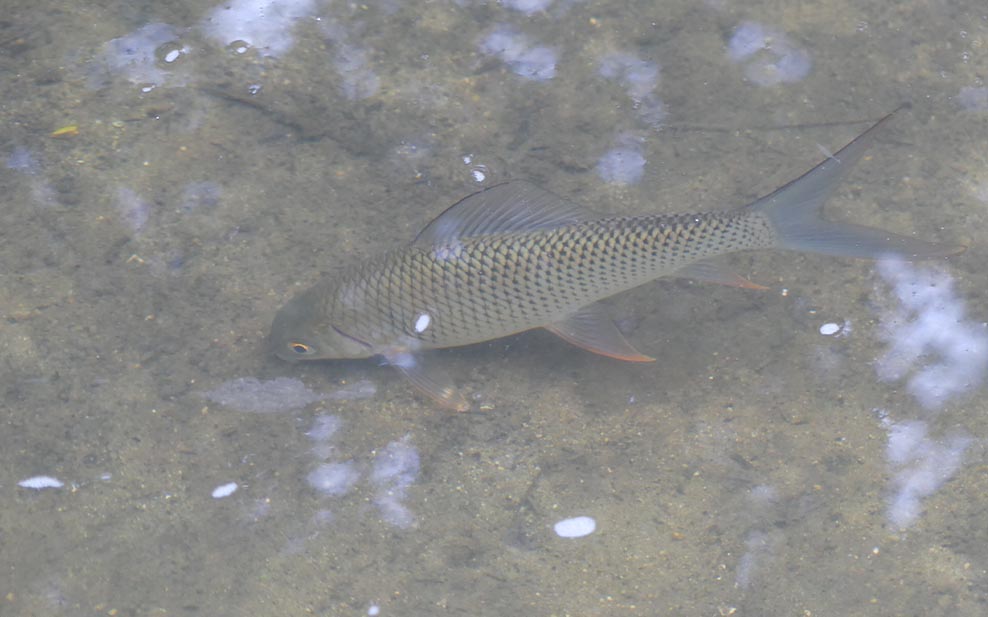 The stream along the Stream Walk is so clean you can clearly see the fish in it, like this carp.