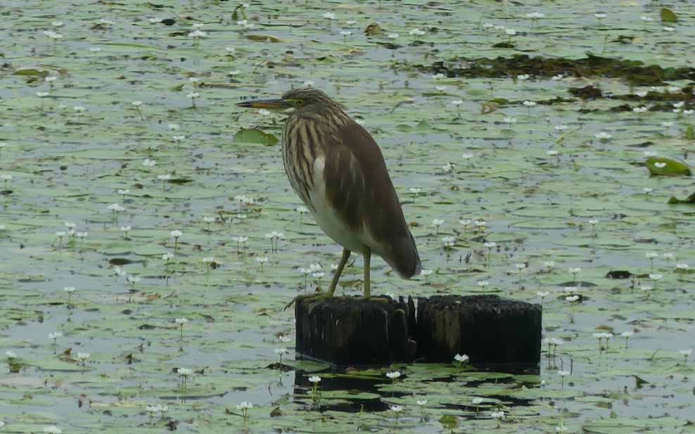 Chinese Pond Heron