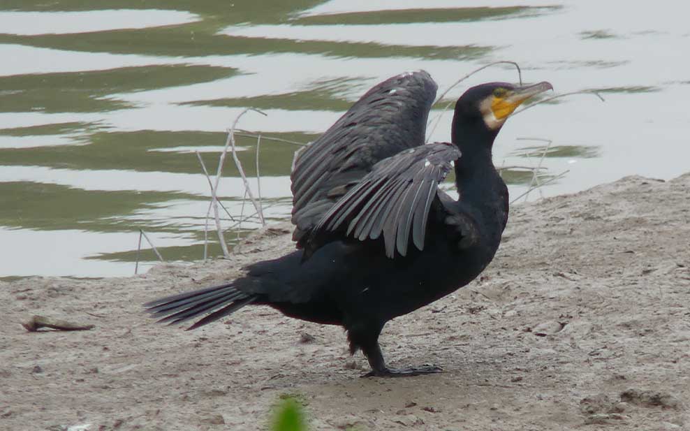 Cormorant seen from the Riverside Hide.