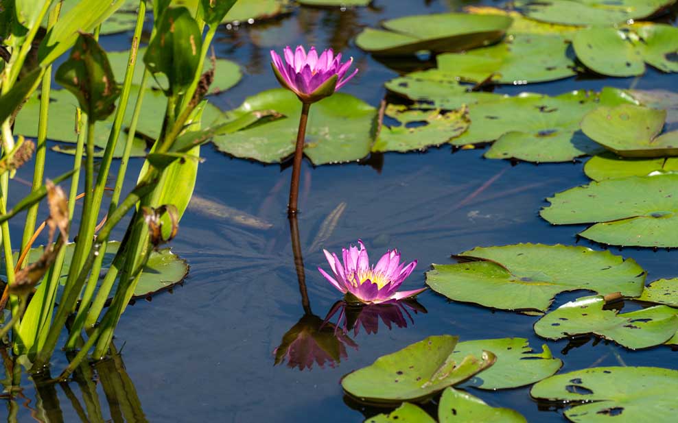 The Succession Walk's pond is full of aquatic plants, like these water lilies.