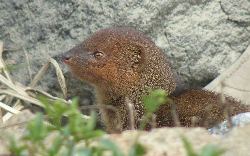 Small Asian Mongoose