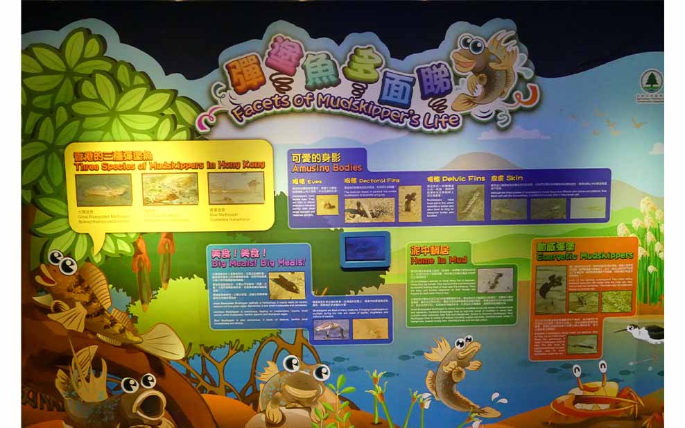 Display showing the biology and ecology of mudskippers, in a kid-friendly format.