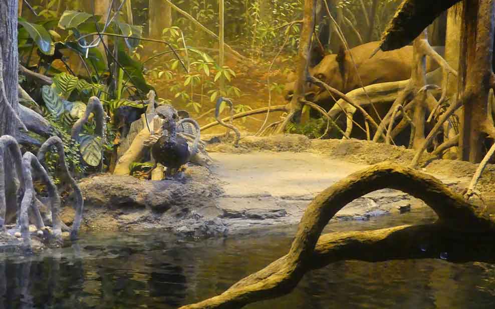 Can you spot the model rhino and ducks in the Indonesia display?
