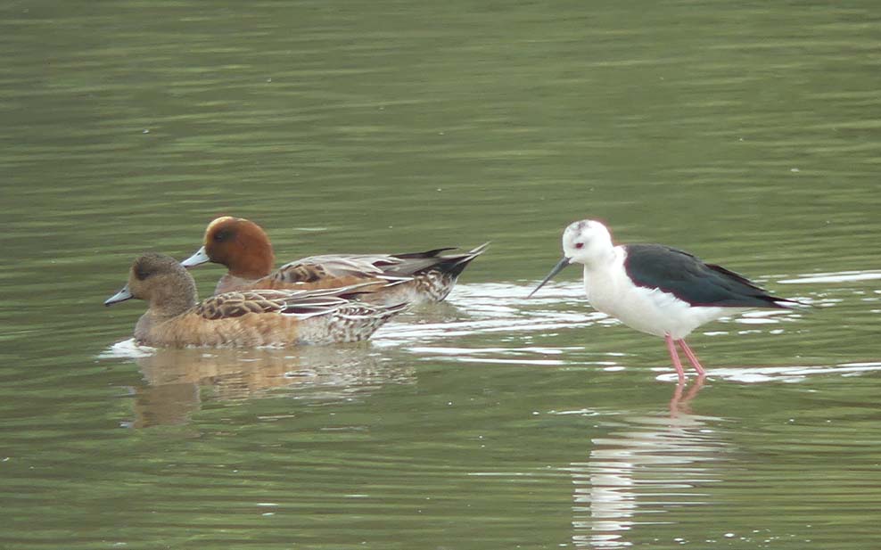 Wigeons and black-winged stilt seen from the Mudflat Hide.