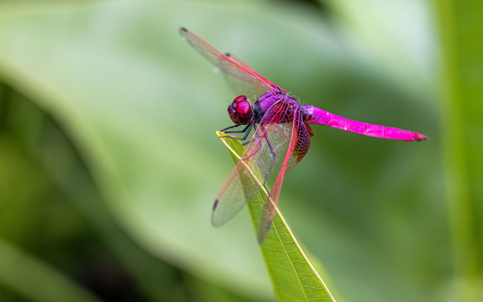 Crimson Dropwing (male)